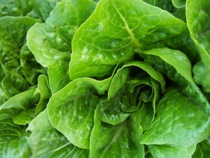 Spiritual Meaning of Bugs In Lettuce